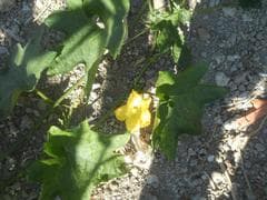 Egyptian Luffa (Luffa aegyptiaca)