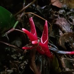 Porcupine ginger (Hornstedtia)