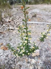 Brown's wattle (Acacia browniana)