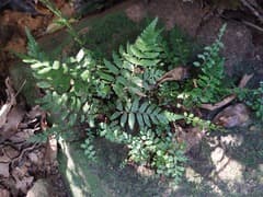 Cyathea podophylla (Cyathea podophylla)
