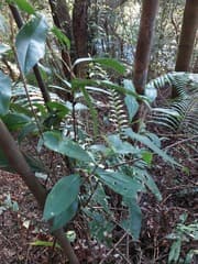 Prayer plant (Tutcheria)