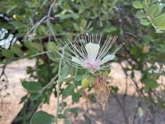 Woolly caper bush (Capparis tomentosa)