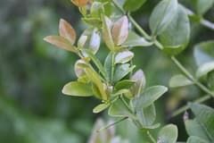 Karoo thorn (Scutia)