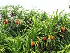 Fragrant screw pine (Pandanus odorifer)
