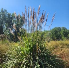 Ravenna grass (Tripidium ravennae)