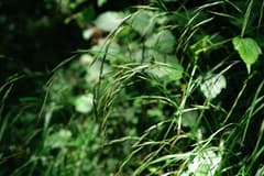 Wood False Brome (Brachypodium sylvaticum)