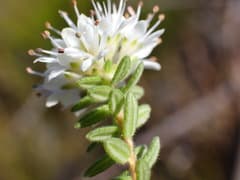 Buchu (Agathosma)