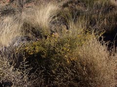 Chippendale's Wattle (Acacia chippendalei)