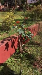 Gout Plant (Jatropha podagrica)