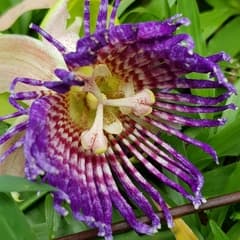 Water Lemon (Passiflora laurifolia)