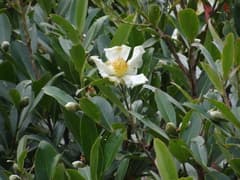 Camelia (Polyspora axillaris)