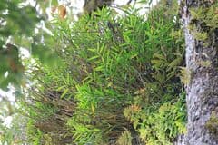 Golden Dendrobium (Dendrobium chryseum)