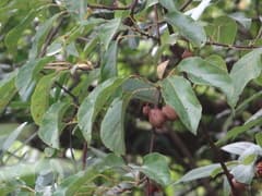 Red kiwi (Actinidia rufa)