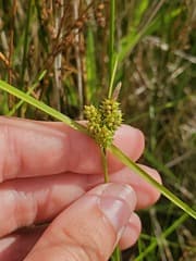 Early Sedge (Carex serotina)
