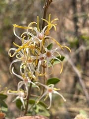 Umbrella Tree (Baissea)