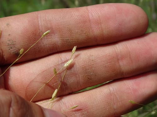 Purple Love Grass (Eragrostis spectabilis)