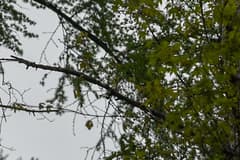 Japanese Larch (Larix leptolepis)