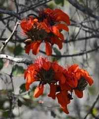 Velvet Coral Tree (Erythrina velutina)