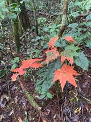 Maple (Acer campbellii)