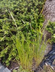Bromus dertonensis (Bromus dertonensis)