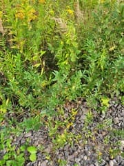 Almond-leaved Willow (Salix triandra)