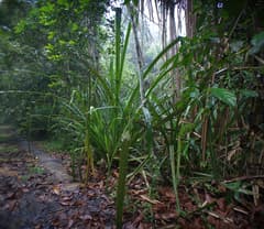 Black Palm (Benstonea atrocarpa)