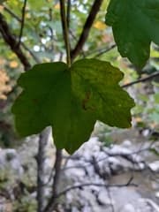 European Maple (Acer opulifolium)