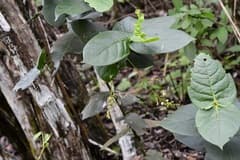 Snowbell (Chiococca)