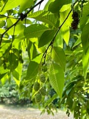 Japanese Alder (Alnus pendula)