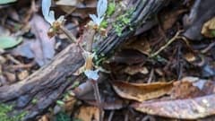 Jewel Orchid (Anoectochilus koshunensis)