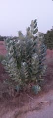 Sodom Apple (Calotropis procera)
