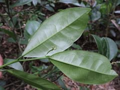 Argyrodendron (Actinostemon)