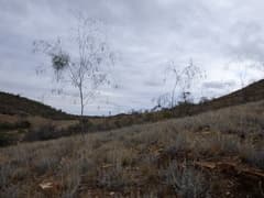 Spider Wattle (Acacia araneosa)
