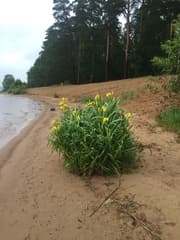 Yellow Flag (Iris pseudacorus)