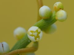 Tropical Cassytha (Cassytha filiformis)