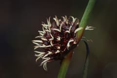 Australian Bristle-rush (Chorizandra)