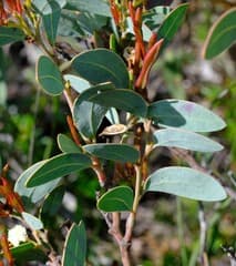 Hooky wattle (Acacia clydonophora)