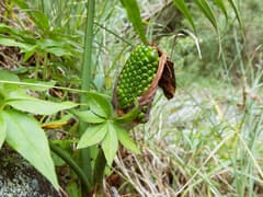 Cobra Lily (Arisaema consanguineum)