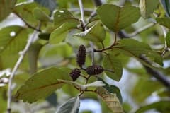 Andean Alder (Alnus acuminata)
