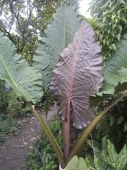 Alocasia montana (Alocasia montana)