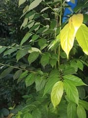 Bushweed (Flueggea flexuosa)