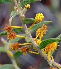 Wattle (Acacia latipes)