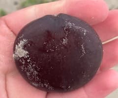 Sea Bean (Entada gigas)