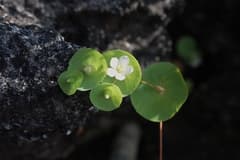 Temple flower (Canscora)