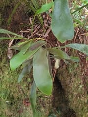 Antrophyopsis californica (Antrophyopsis)