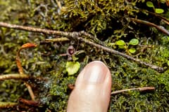 Spider Orchid (Corysanthes)