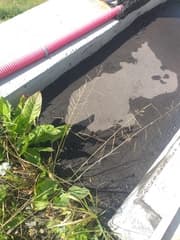 Water hairgrass (Aira aquatica)