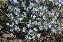 Ribbon plant (Amblynotus)