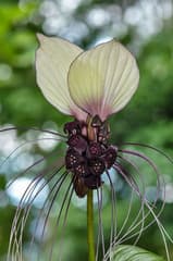 Bat Flower (Tacca integrifolia)