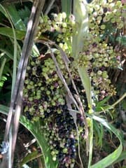 New Caledonian Astelia (Astelia neocaledonica)